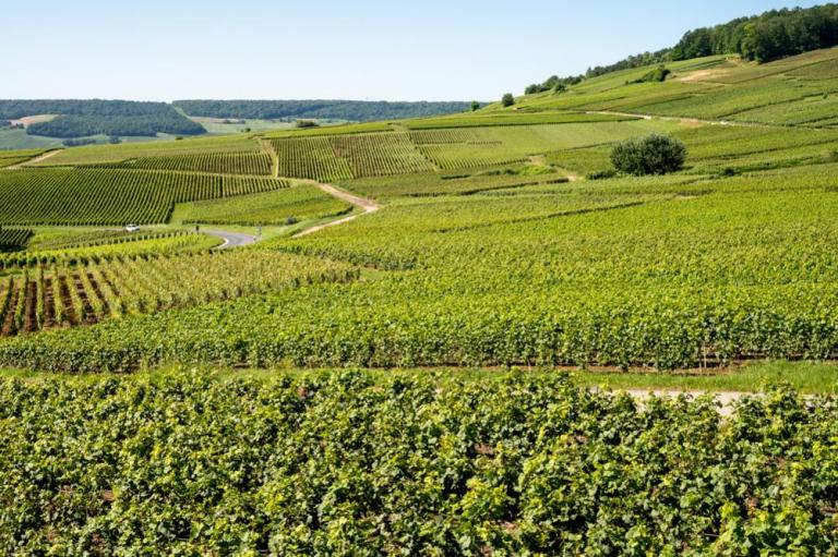 Quels vins d'Alsace découvrir à Husseren-les-Châteaux ?
